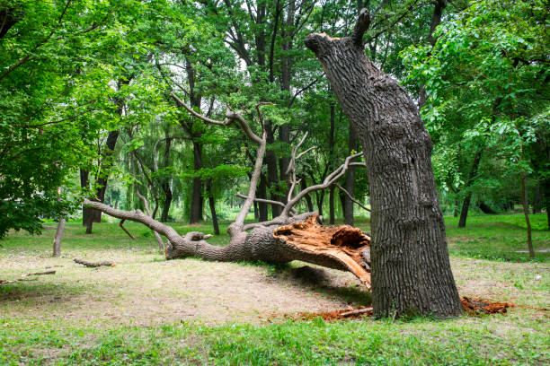 How Our Tree Care Process Works  in  Powell, OH